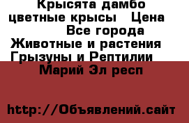 Крысята дамбо цветные крысы › Цена ­ 250 - Все города Животные и растения » Грызуны и Рептилии   . Марий Эл респ.